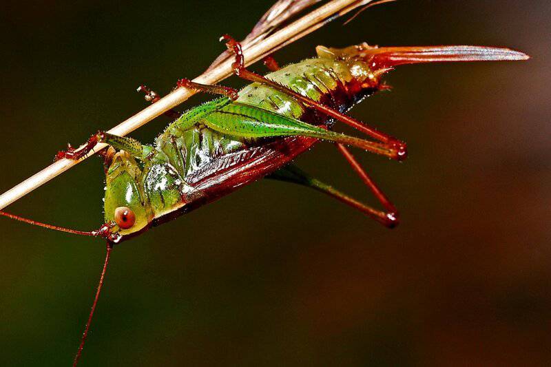 The Great Escape Artists: Animals That Fake Death Better Than Any Actor