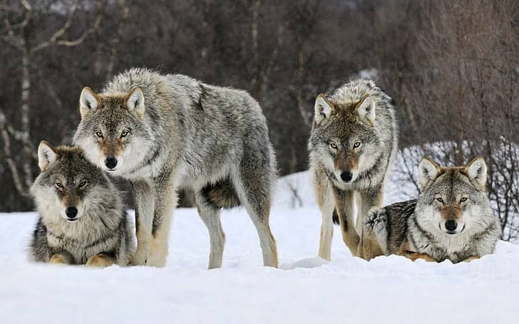 Why Scientists Are Officially Debunking the “Alpha Wolf” Theory—And What It Means for Leadership