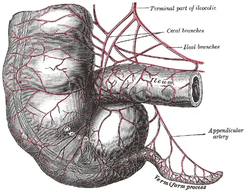15 Facts About the Unique Human Body Part that Evolution Cannot Explain