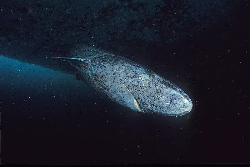 Greenland Sharks Can Live for 400 Years. Scientists Are Using DNA to Unravel Their Longevity Secrets