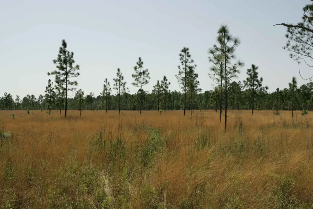 The Plant That Can Literally Eat Metal (And It’s Growing in Your Backyard)