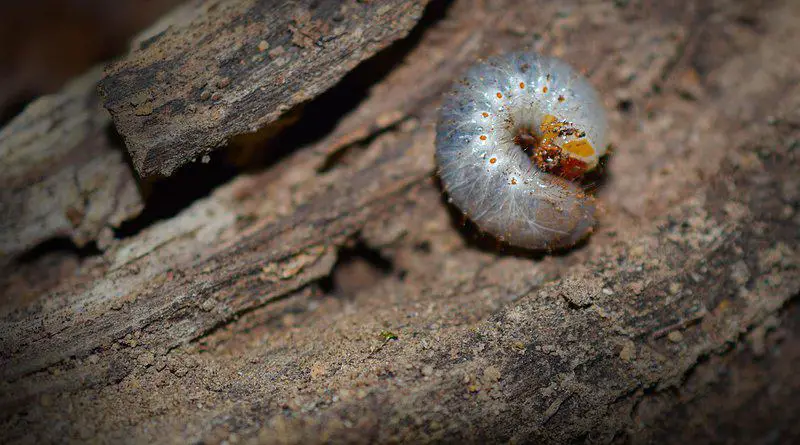 Top 15 Weirdest Things Scientists Have Ever Found Inside the Human Body
