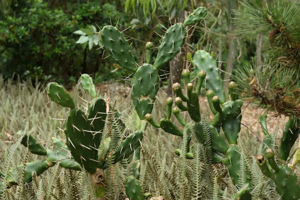 Plants Are Screaming When You Cut Them—We Just Couldn’t Hear It