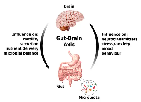 Your Gut Bacteria Might Be Controlling Your Depression – New Research Find
