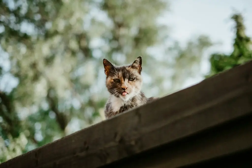 Indoor vs. Outdoor Cats: 23 Things to Know Before You Make a Decision