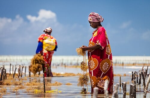 How Seaweed Farming Could Feed the World After Nuclear War