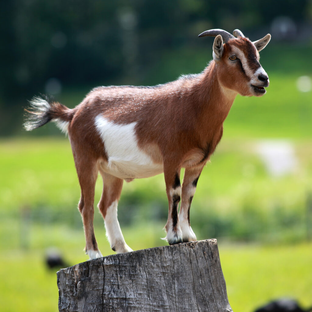15 Bizarre Things That Happened When Science Mixed Species
