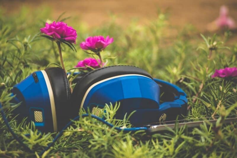 Plants Are Screaming When You Cut Them—We Just Couldn’t Hear It