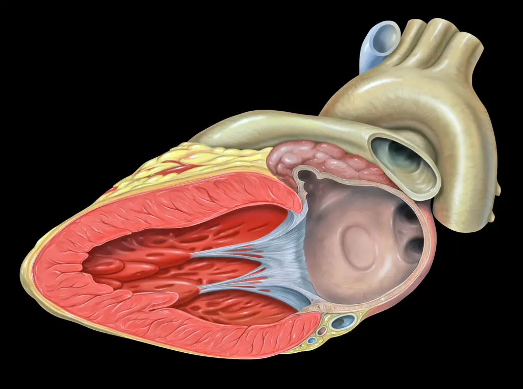 The Surprising Link Between Dental Health and Heart Disease in Seniors