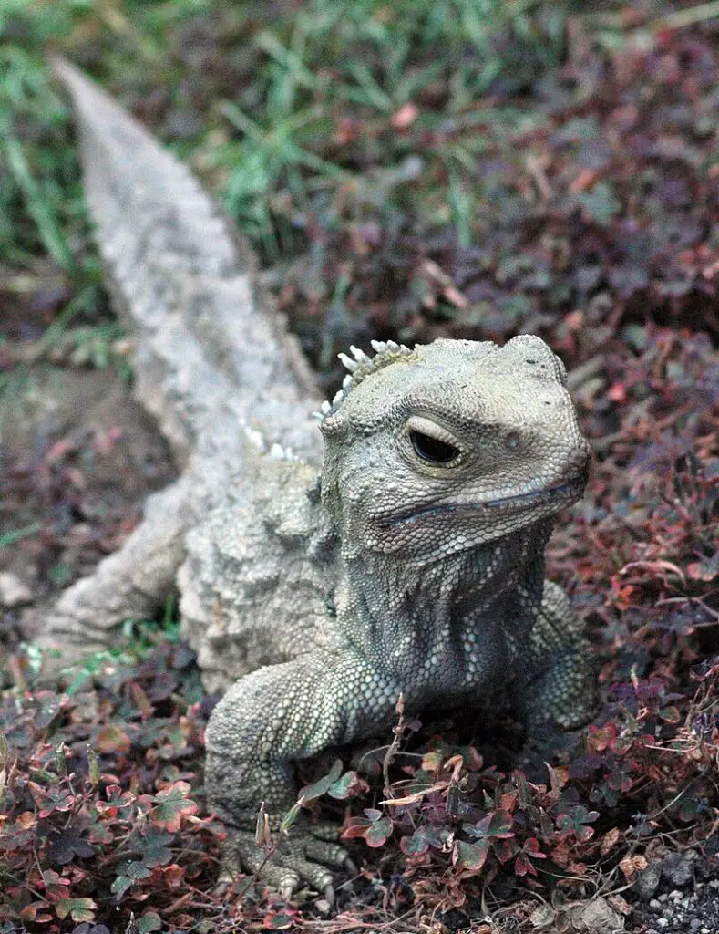 15 Animals That Evolved in the Weirdest Ways