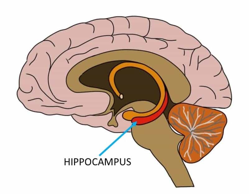 The Protein That Lets Memories Last Forever – KIBRA’s Role in Long-Term Memory