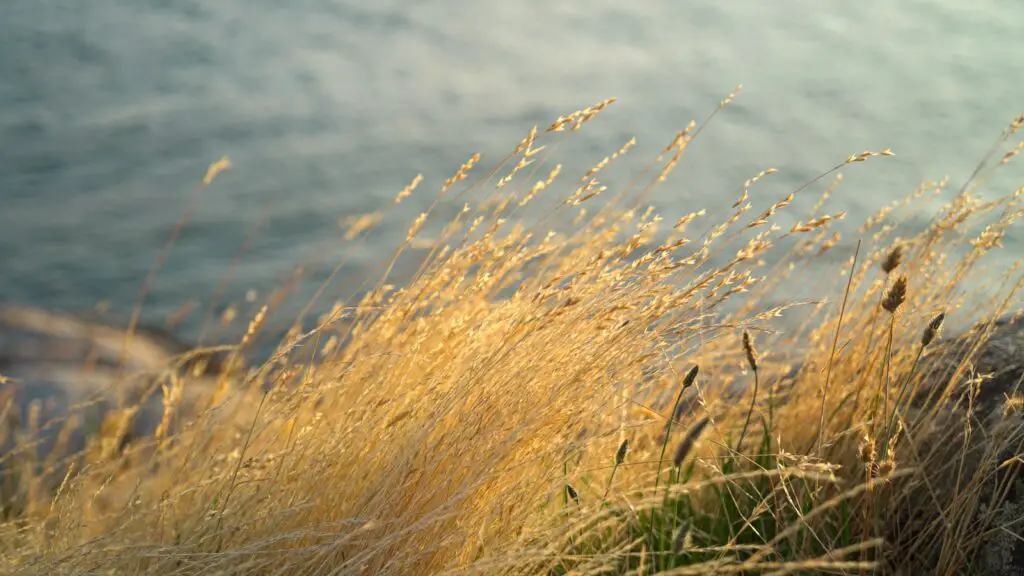 Archaeologists Discover 14,000-Year-Old Bread Remains That Predate Agriculture