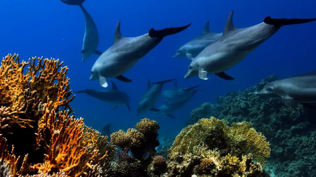 Dolphins Have Secret Names—And They Remember Them for Their Entire Lives
