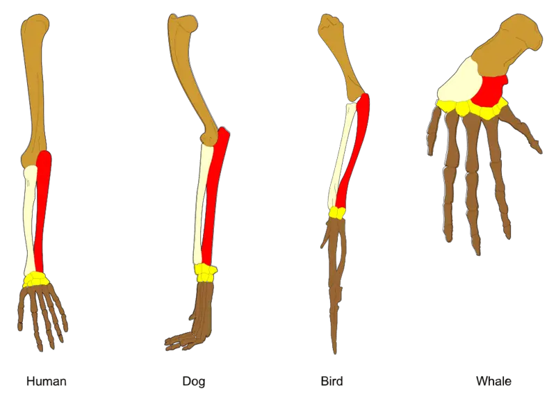 15 Steps from Non-Living to Living: How Life May Have Evolved