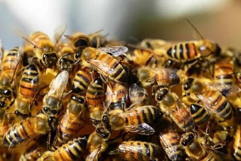 Why Honeybees Vote on Where to Build Their New Home (And It’s More Democratic Than Human Elections)