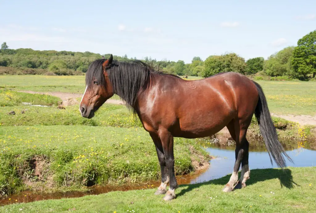 Scientists Decode Horse Facial Expressions to Better Understand Their Emotions