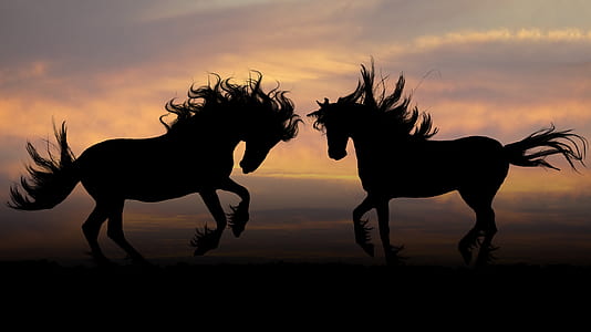 Scientists Decode Horse Facial Expressions to Better Understand Their Emotions
