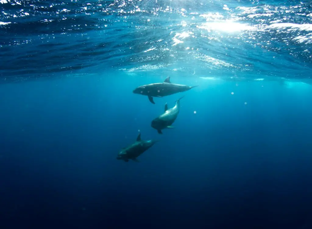 Why Dolphins Are Deliberately Teaching Their Young to Hate Humans