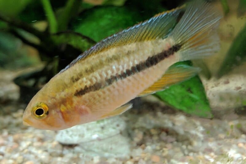 27 New Species Found in Peru’s ‘Human-Dominated’ Rainforest