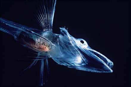 Breaking Ice: Revolutionary Discoveries Reveal Antarctica’s Hidden Biological Treasures