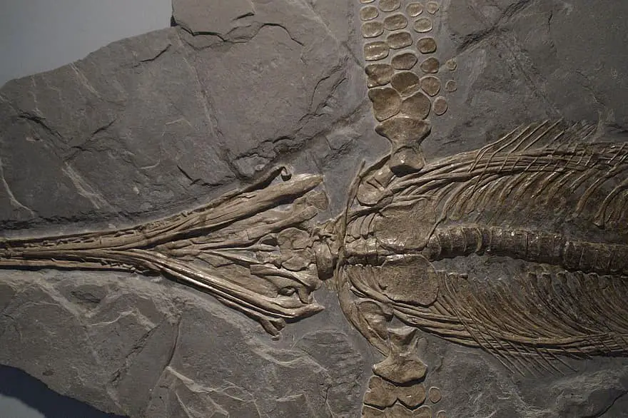 The 289-Million-Year-Old Skin That Rewrites Evolution History