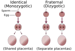 30 Fascinating Insights from Twin Studies: Unraveling the Nature vs. Nurture Debate