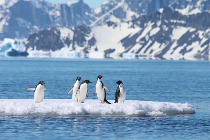 Breaking Ice: Revolutionary Discoveries Reveal Antarctica’s Hidden Biological Treasures