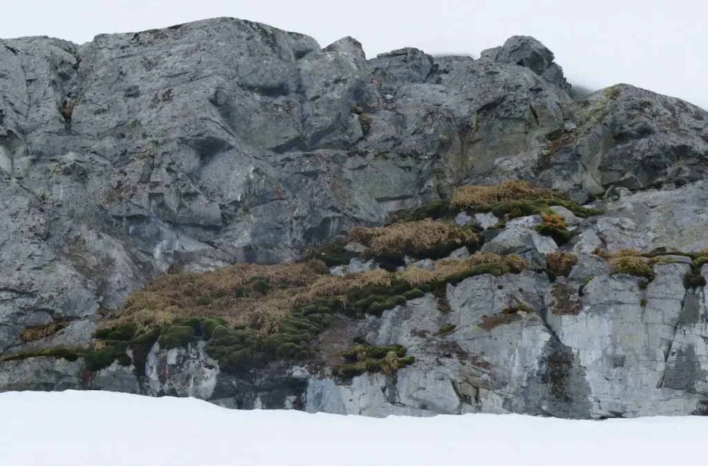 Antarctica Is Growing New Forests—But It’s Not Good News