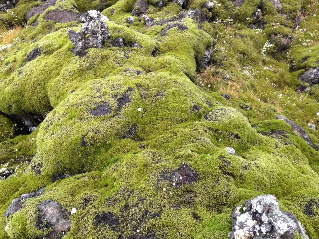 Antarctica Is Growing New Forests—But It’s Not Good News