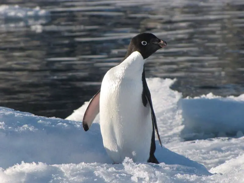Antarctica Is Bleeding Red—And It’s Not What Climate Scientists Expected