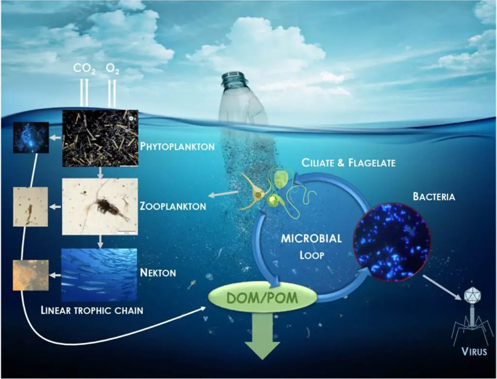The Bacteria That Eat Plastic Waste Are Evolving Faster Than Expected