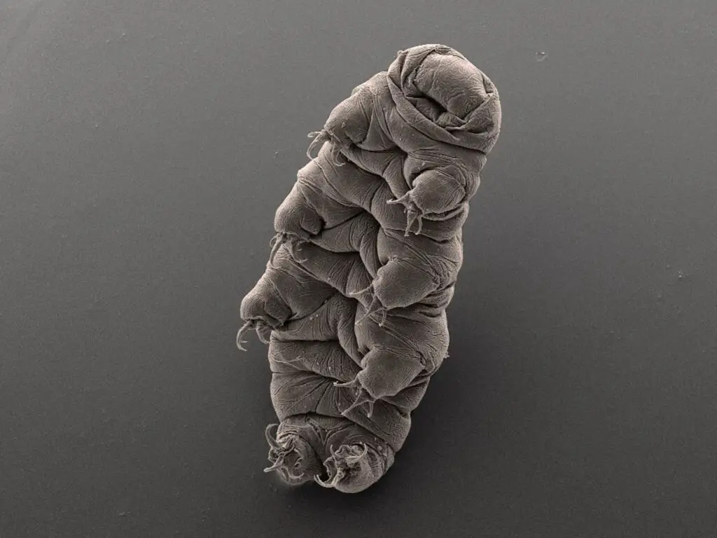 The Animal That Walked Into a Nuclear Reactor and Came Out Stronger