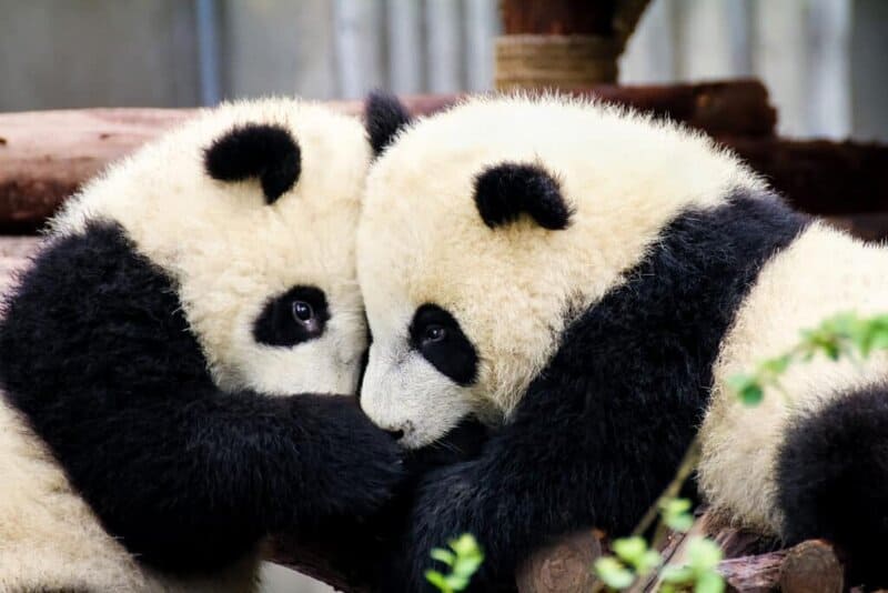 Giant Panda Stem Cells Could Save Endangered Species – Lab-Grown Conservation