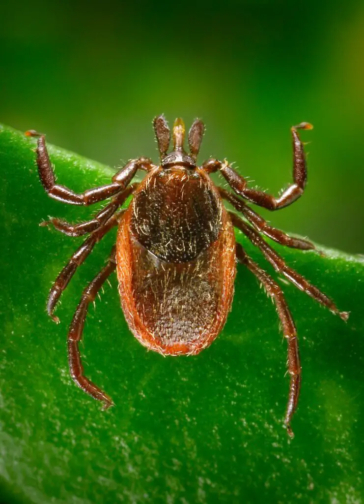 Don’t Touch These: 15 Poisonous Animals Found in Your Backyards