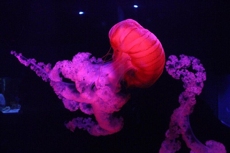 15 Evolution Mysteries That Still Baffle Scientists