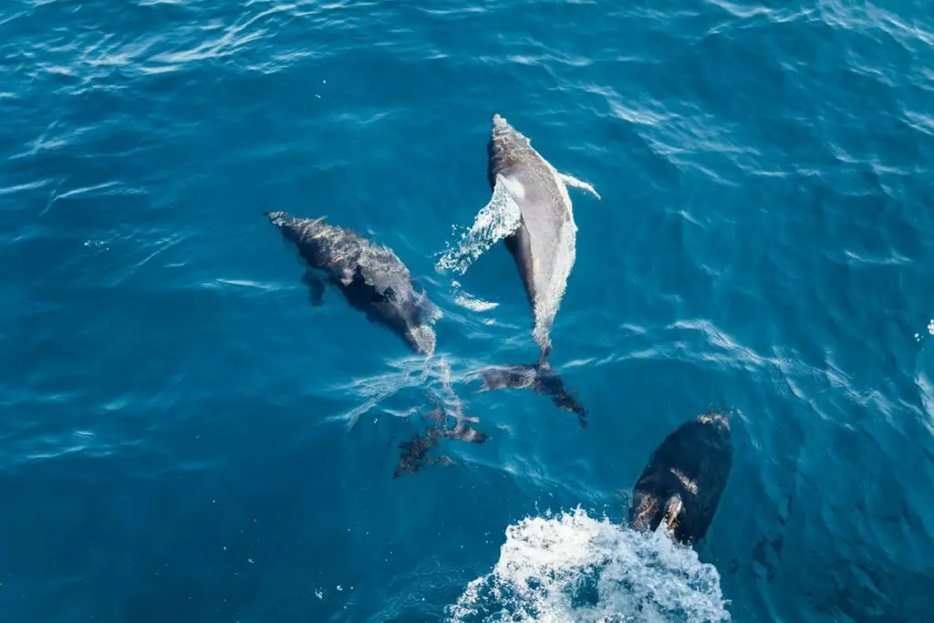 Dolphins Have Secret Names—And They Remember Them for Their Entire Lives