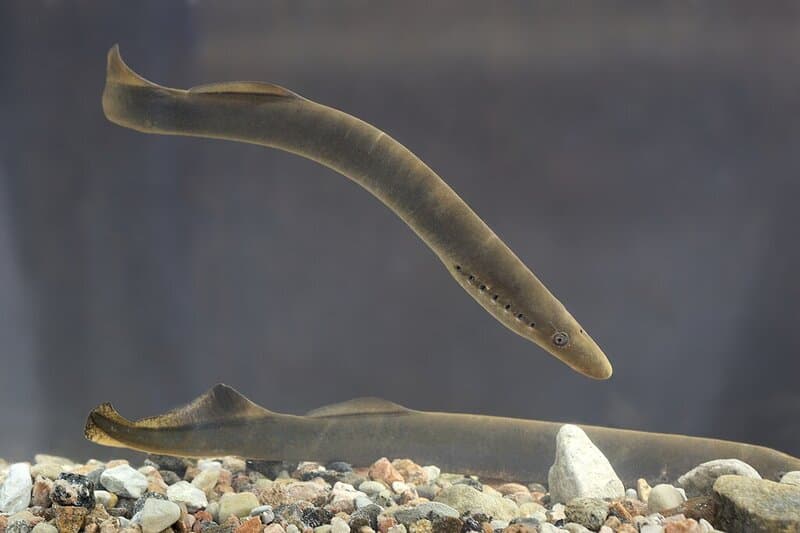 15 Evolutionary Milestones That Took Us From Goo to You