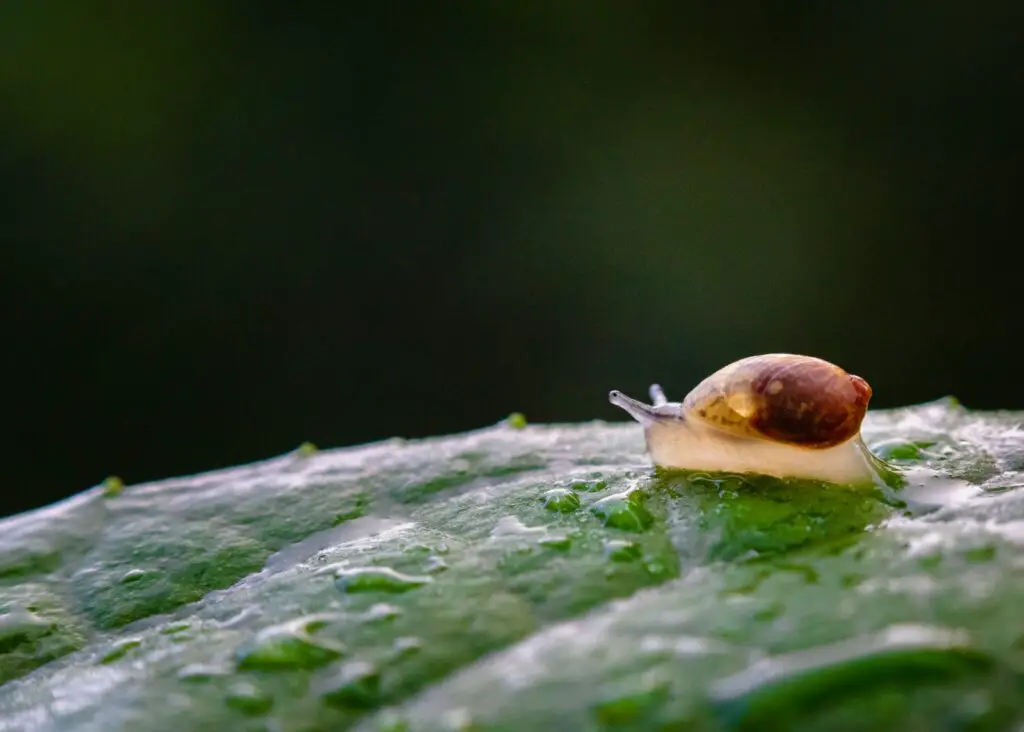 The Zombie Makers: Meet the Parasites That Control Animal Minds