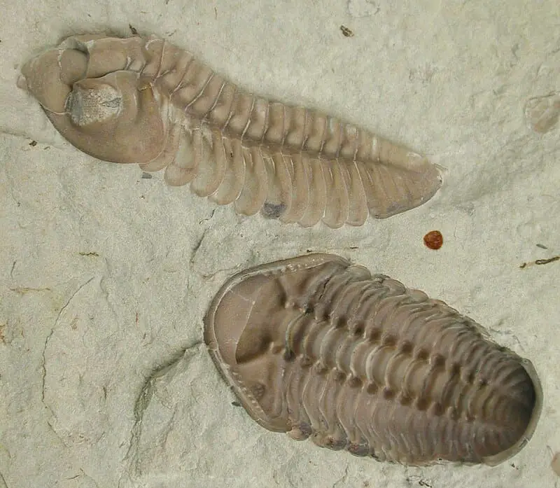 15 Steps from Non-Living to Living: How Life May Have Evolved