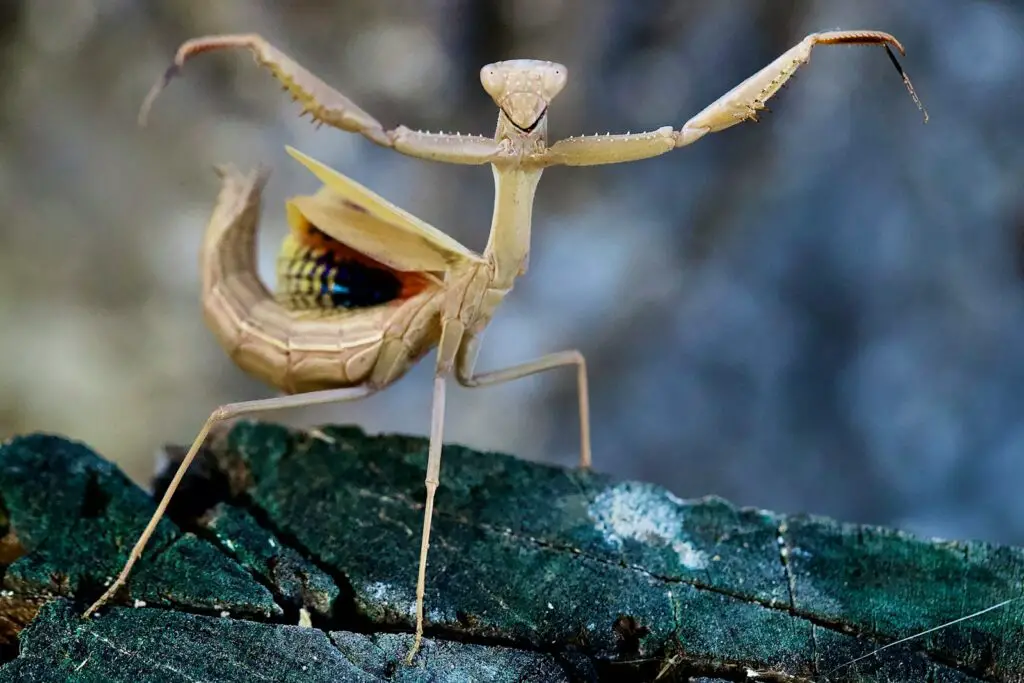 The Great Escape Artists: Animals That Fake Death Better Than Any Actor