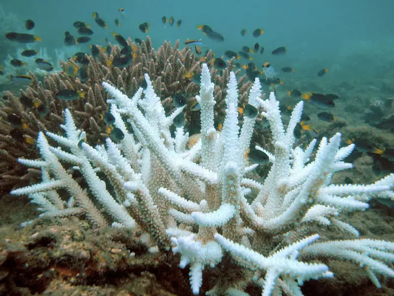 15 Imminent Threats to Biodiversity That Researchers Are Actively Addressing
