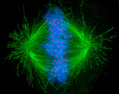15 Experiments Bringing Us Closer to Creating Life From Scratch