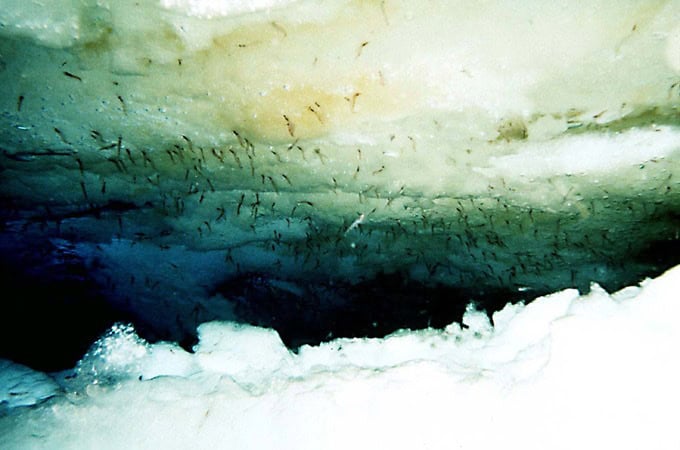 Antarctica Is Bleeding Red—And It’s Not What Climate Scientists Expected
