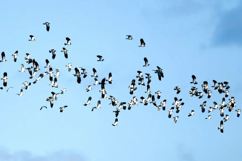The Quantum Spies: How Birds Use Physics That Einstein Called ‘Spooky’