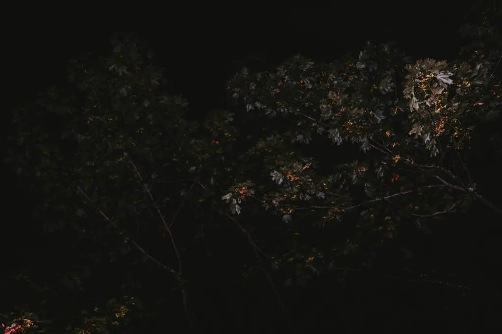 Why Forests Around the World Are Suddenly Glowing at Night