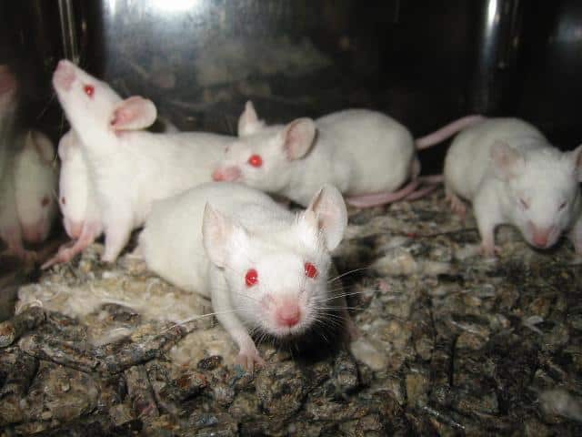 Do Mice Have Hearts of Gold? Studies Show They Can Be “Good Samaritans”