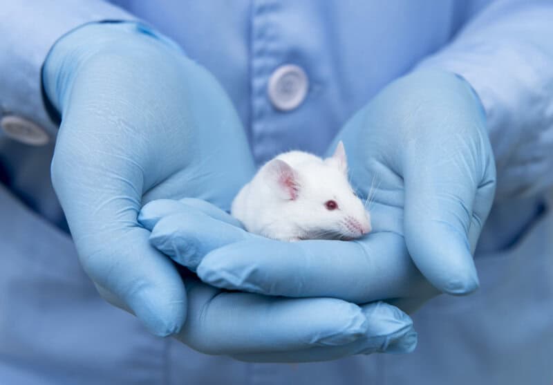 Northwestern Scientists Find the ‘Off Switch’ for Lupus Hidden in Human DNA