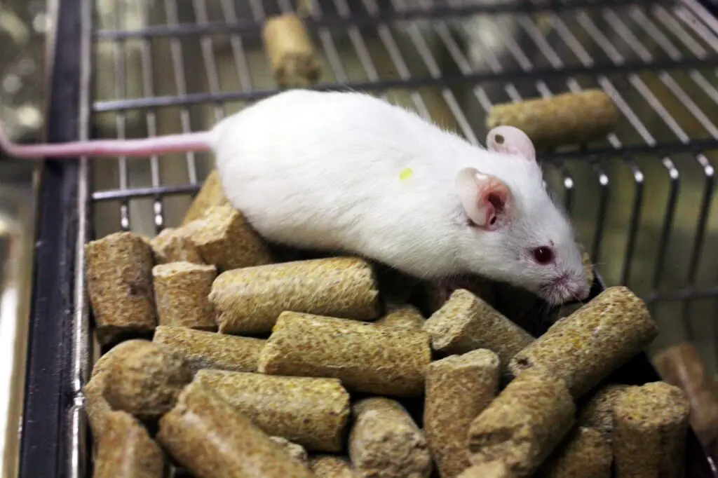 Mice’s Jaw-Dropping Instinct to Save Buddies from the Brink – Nature’s Paramedics?