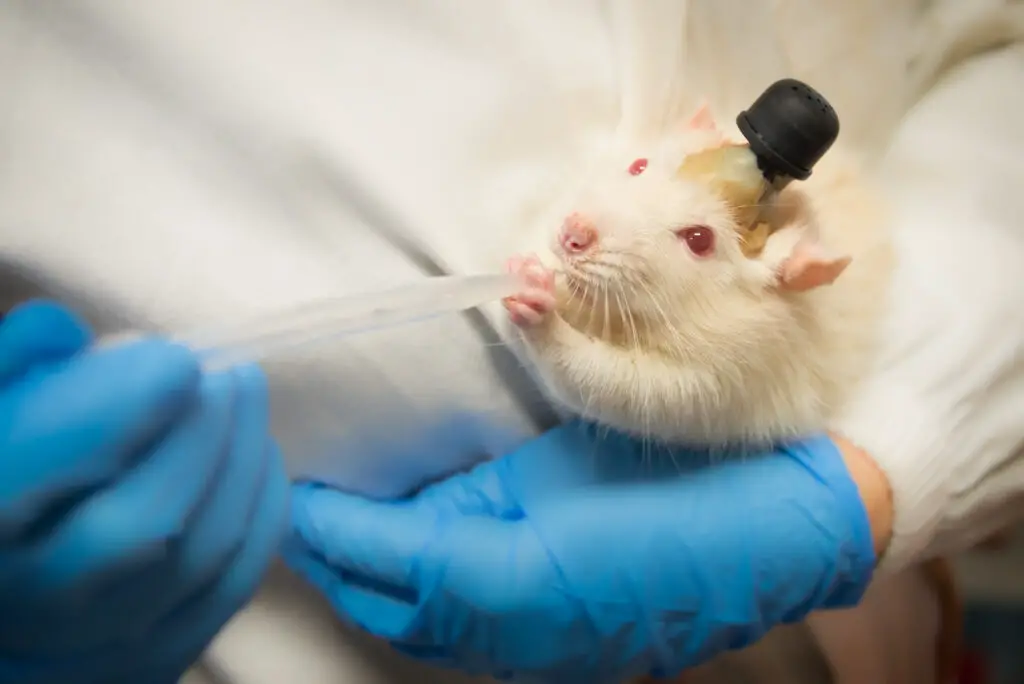 Do Mice Have Hearts of Gold? Studies Show They Can Be “Good Samaritans”