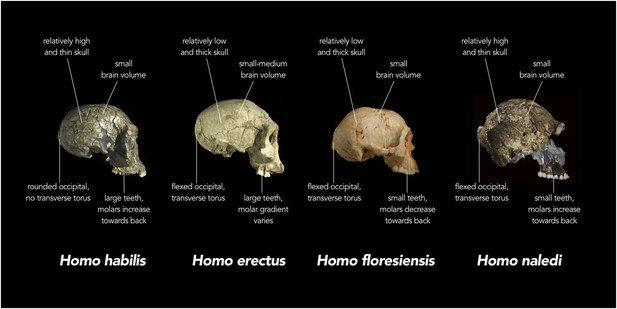 The Lab Accident That Changed Everything We Know About Human Evolution